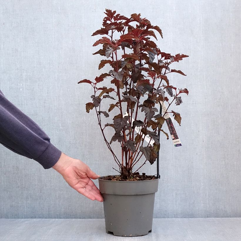Exemplar von Blasenspiere Panther - Physocarpus Topf mit 4L/5L wie im Herbst geliefert