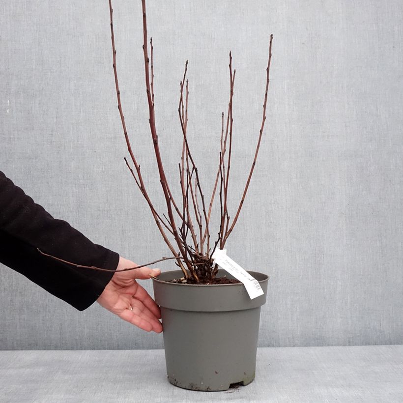 Exemplar von Physocarpus opulifolius Panther - Physocarpe Pot de 4L/5L wie im Winter geliefert
