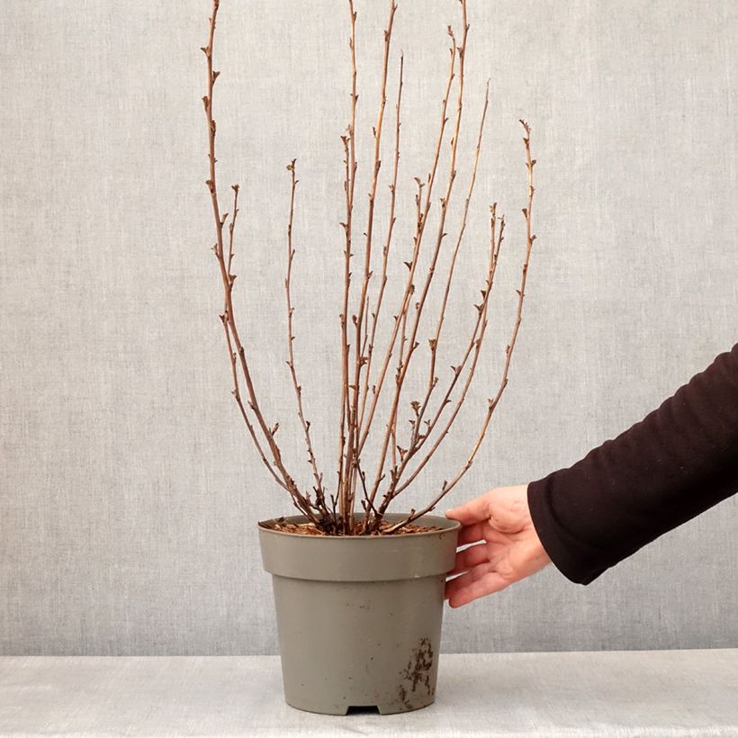 Exemplar von Blasenspiere Panther - Physocarpus Topf mit 4L/5L wie im Frühjahr geliefert