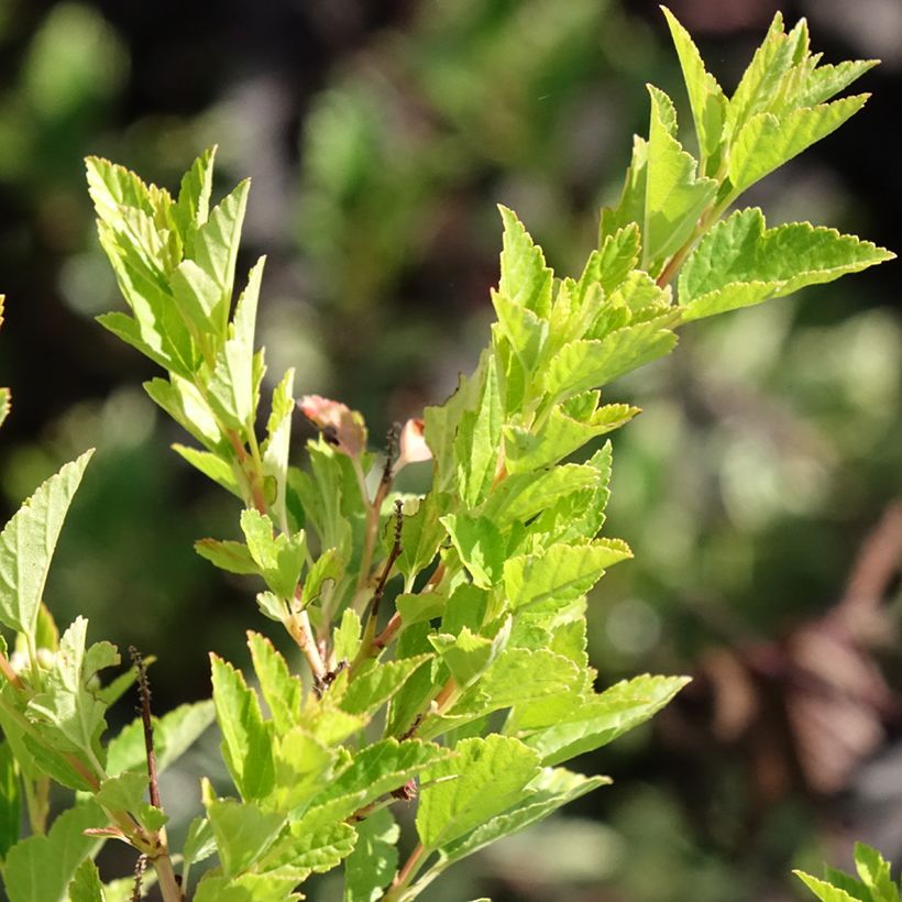 Blasenspiere Raspberry Lemonade - Physocarpus (Laub)