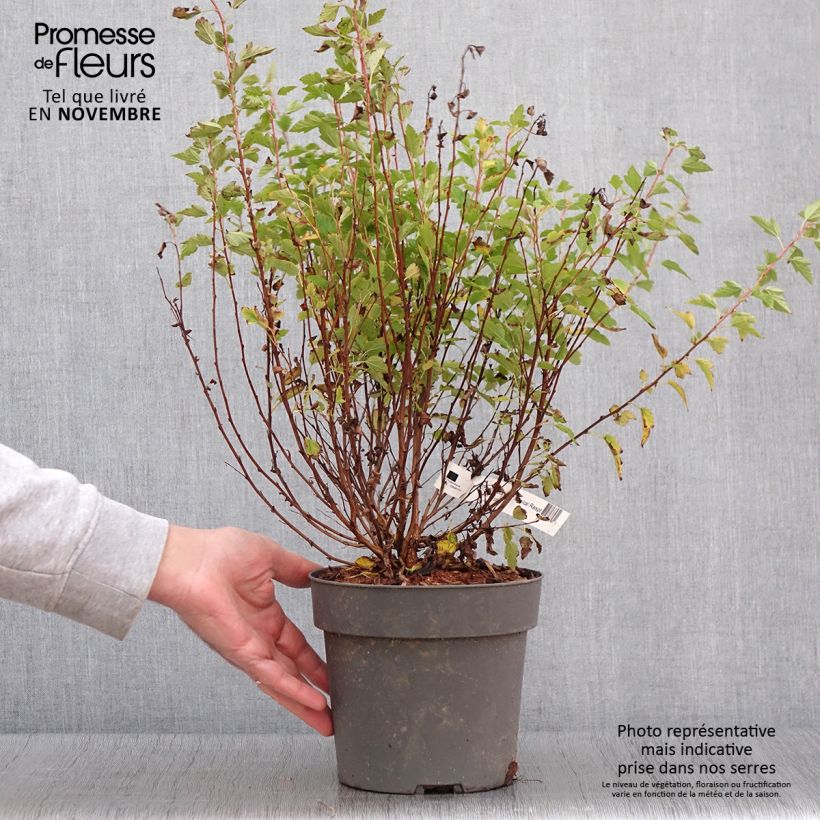 Exemplar von Physocarpus Opulifolius Raspberry Lemonade 'ZLEYel2' - Physocarpe à feuilles d'obier Pot de 3L/4L wie im Herbst geliefert