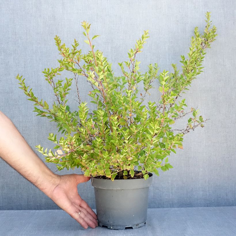 Exemplar von Blasenspiere Raspberry Lemonade - Physocarpus Topf mit 3L/4L wie im Sommer geliefert