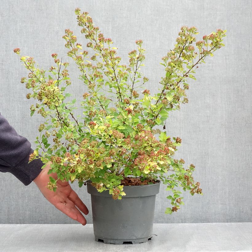Exemplar von Blasenspiere Raspberry Lemonade - Physocarpus Topf mit 3L/4L wie im Frühjahr geliefert