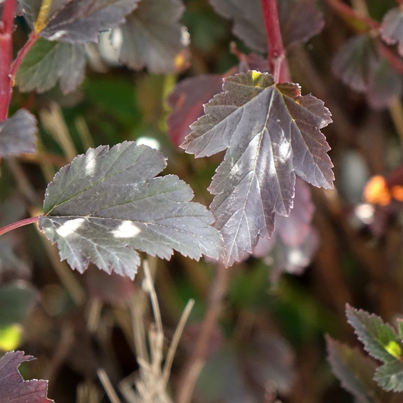 Blasenspiere Tiny Wine - Physocarpus (Laub)