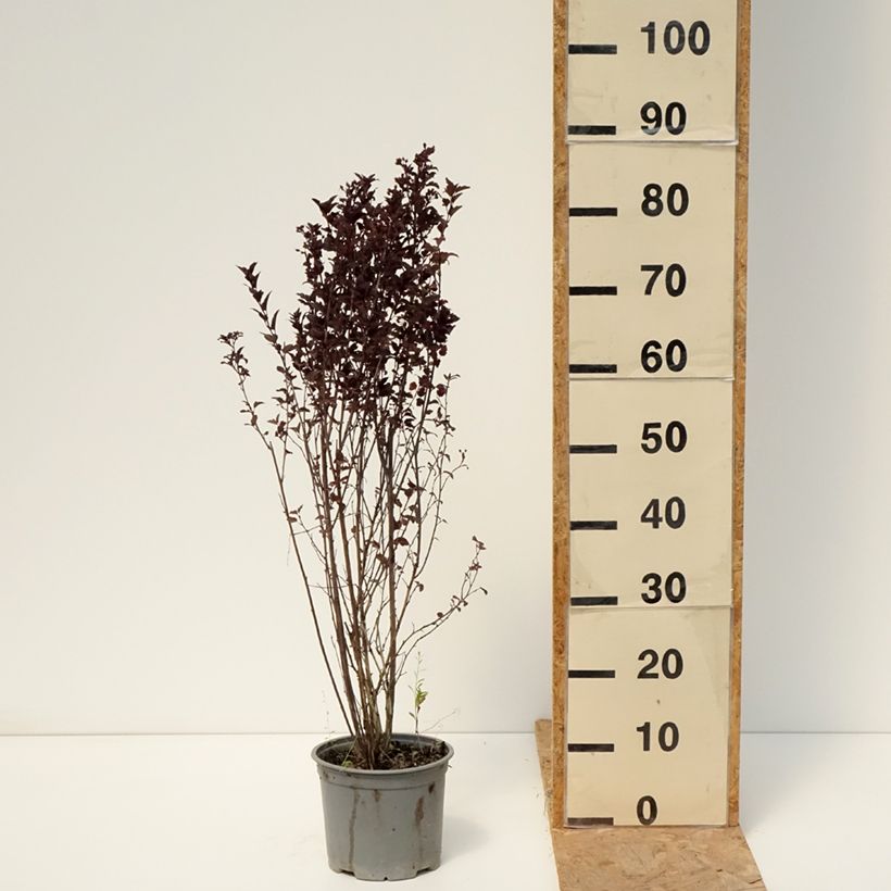 Exemplar von Blasenspiere Tiny Wine - Physocarpus Topf mit 3L/4L wie im Sommer geliefert