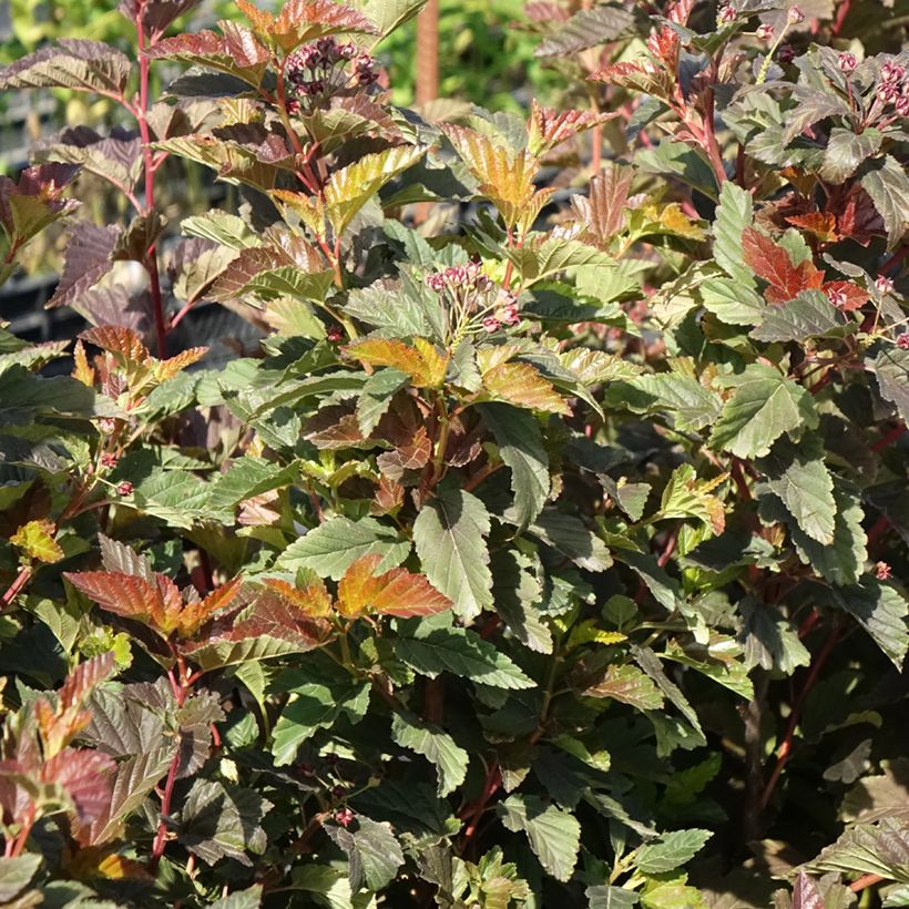 Blasenspiere Zdechovice - Physocarpus (Wuchs)