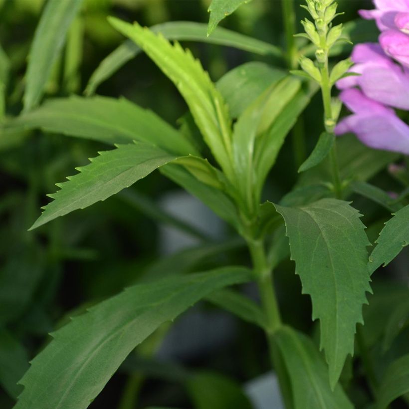 Physostegia virginiana Vivid - Gelenkblume (Foliage)