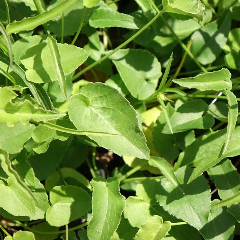 Phyteuma scheuchzeri - Teufelskralle (Laub)