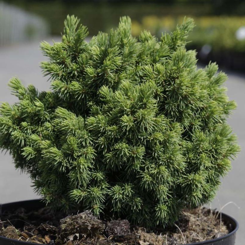 Picea abies Jalako Gold (Laub)