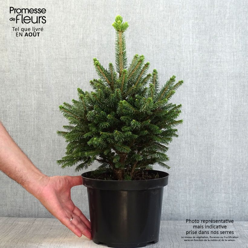 Exemplar von Picea abies Will's Zwerg Topf mit 7,5L/10L wie im Sommer geliefert