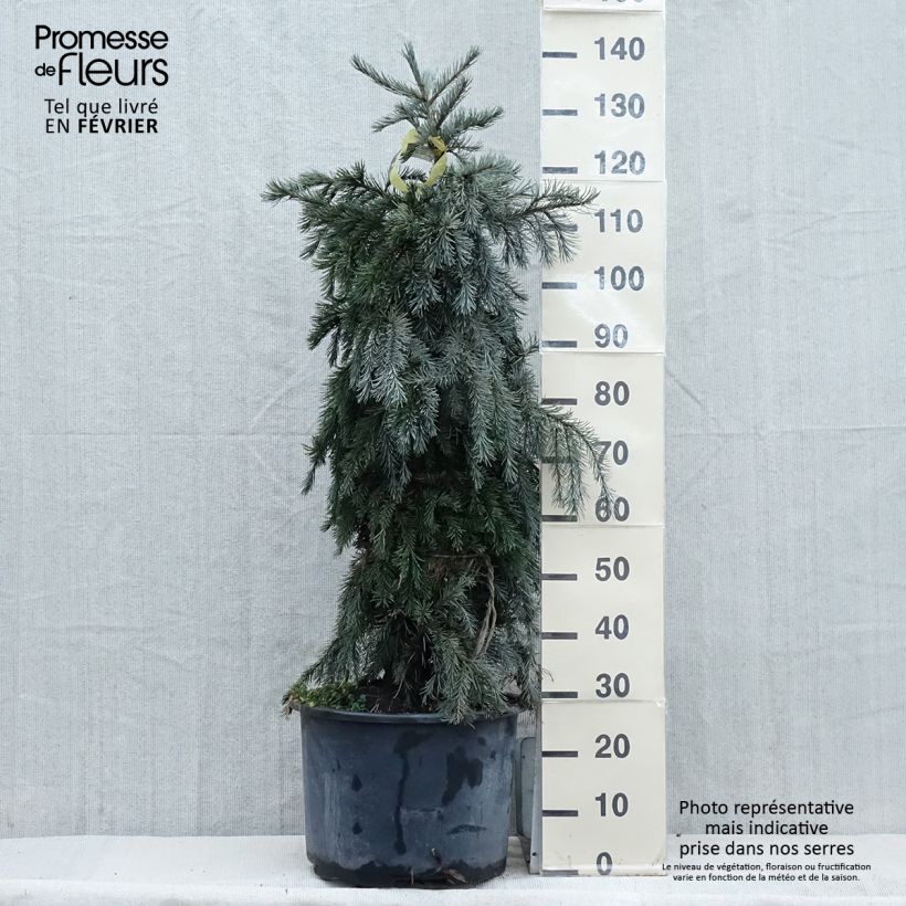 Exemplar von Picea breweriana - Epicéa de Brewer Pot de 3L/4L wie im Winter geliefert