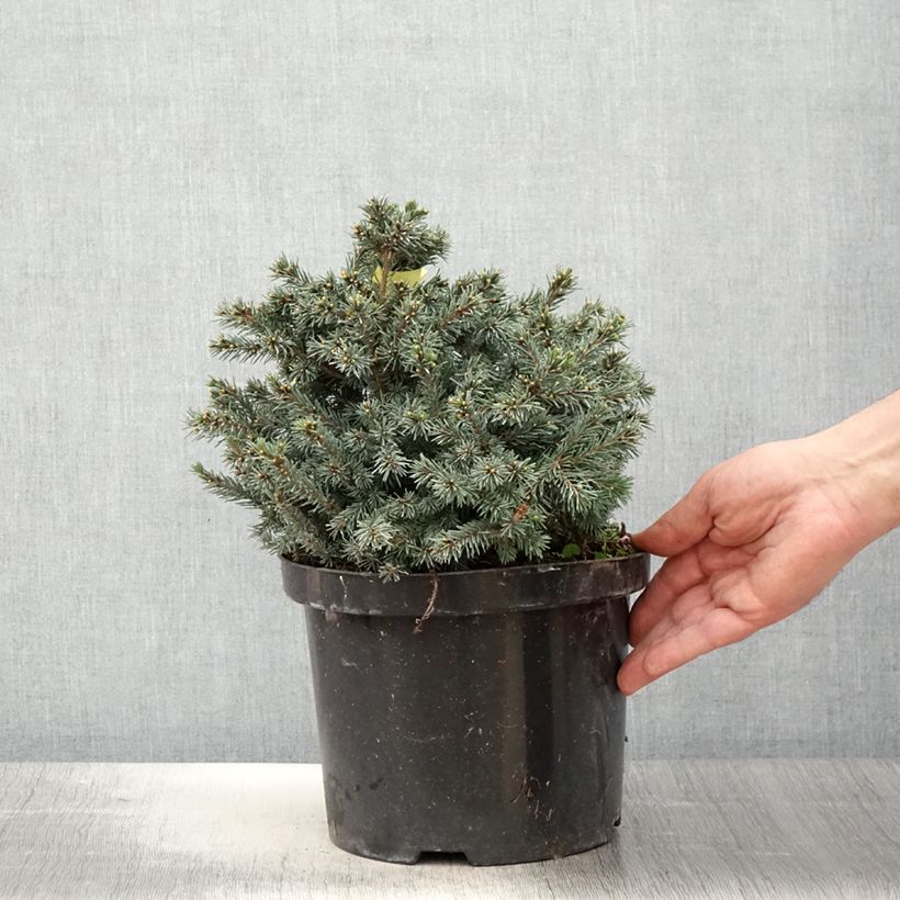 Example of Picea glauca Echiniformis Echt Topf mit 4L/5L as you get in printemps
