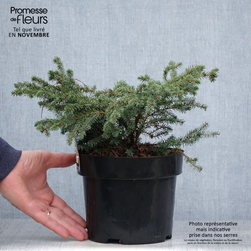 Exemplar von Picea mariana Nana Topf mit 2L/3L wie im Herbst geliefert