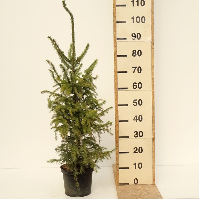 Example of Picea omorika Topf mit 3L/4L as you get in printemps