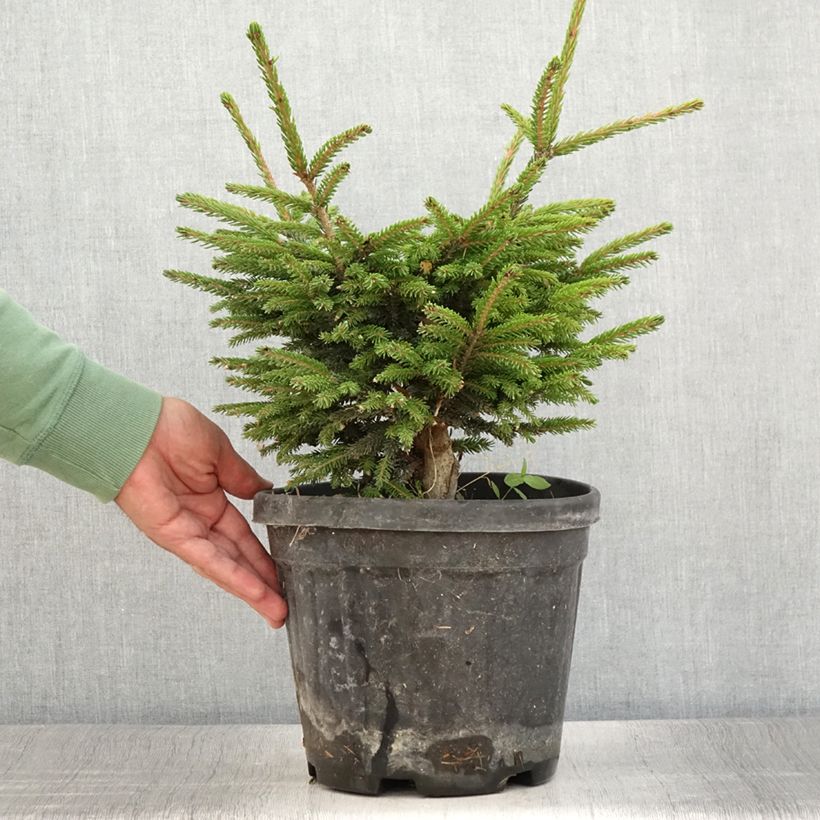 Exemplar von Picea orientalis Barnes Topf mit 3L/4L wie im Sommer geliefert