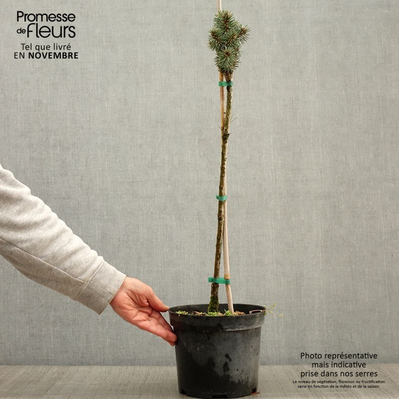 Exemplar von Picea pungens Brynek Topf mit 4L/5L, Stamm wie im Herbst geliefert