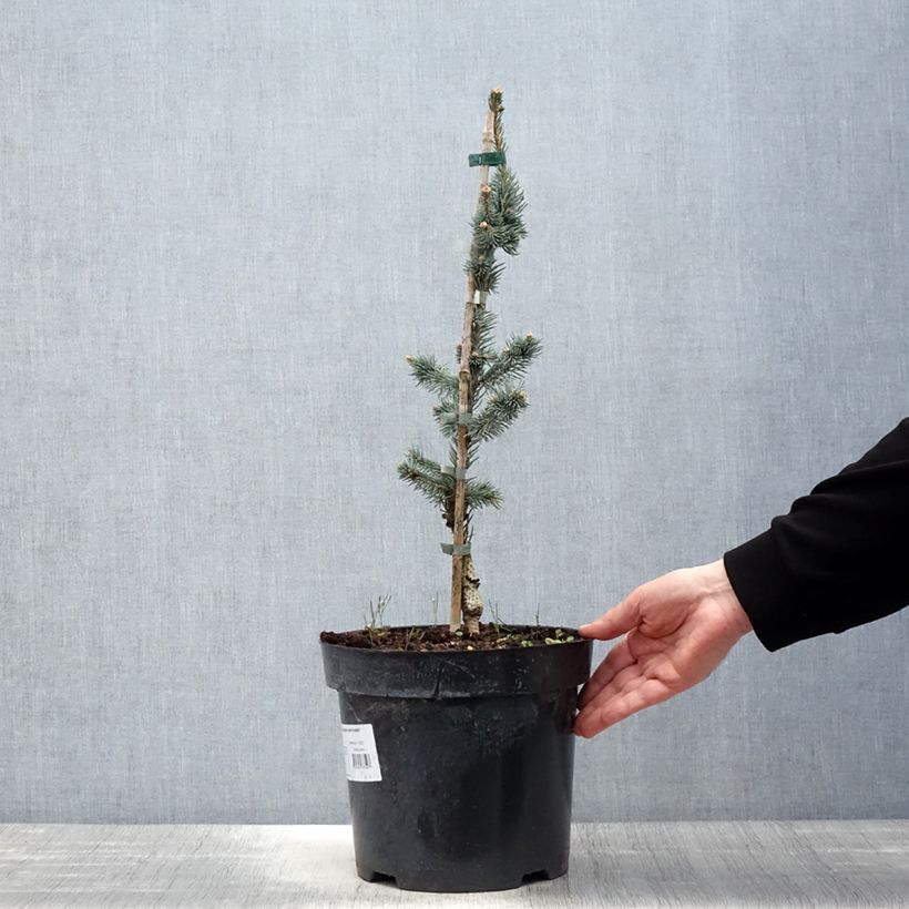 Example of Picea pungens Iseli Foxtail Topf mit 3L/4L as you get in printemps