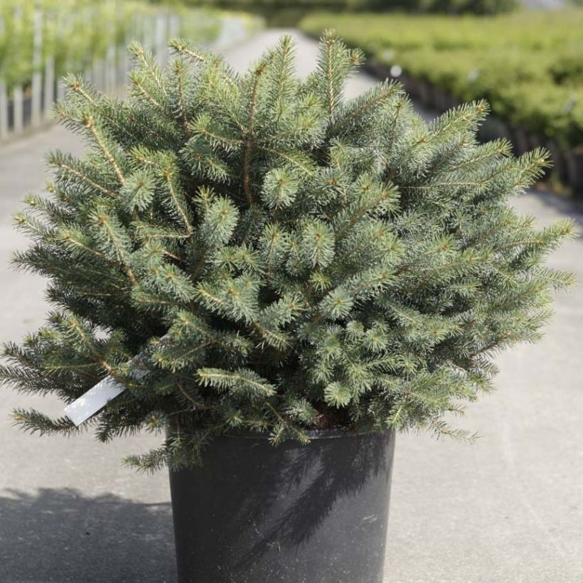 Picea sitchensis Nana (Wuchs)