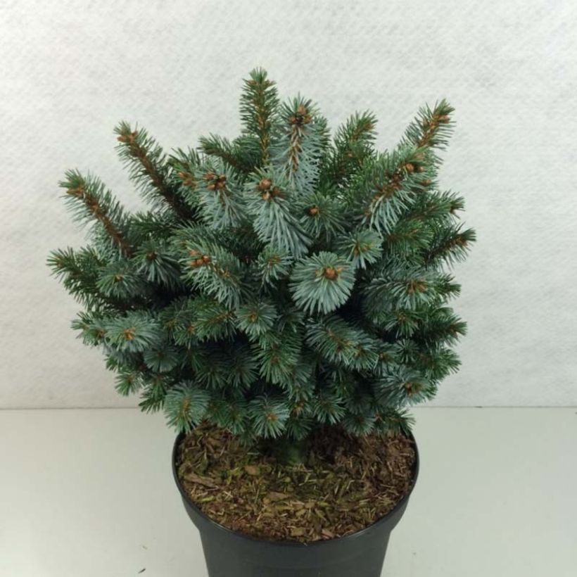 Picea sitchensis Silberzwerg (Wuchs)