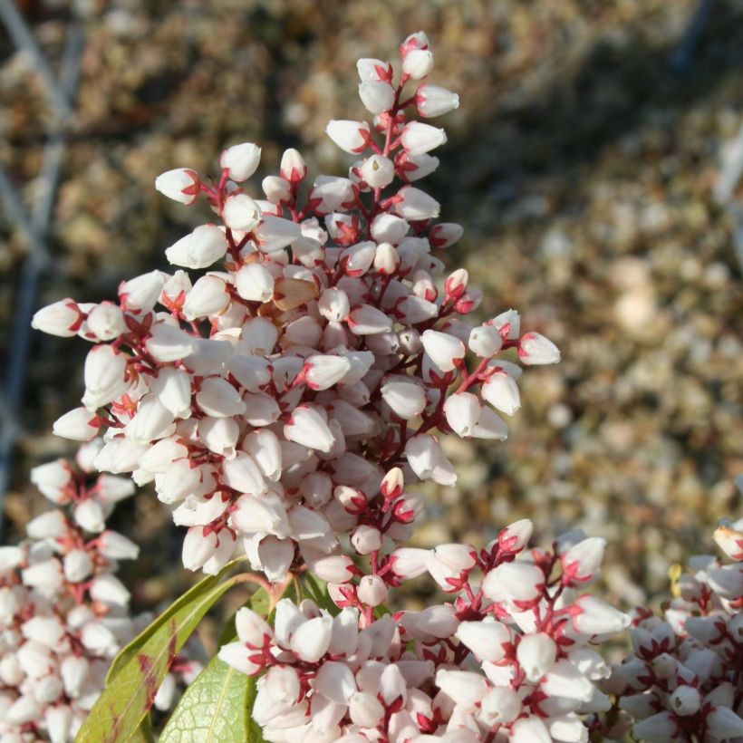 Schattenglöckchen Bonfire - Pieris japonica (Flowering)