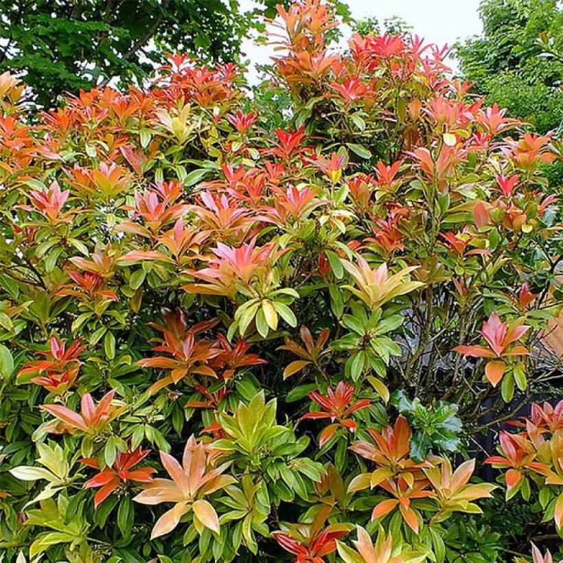 Schattenglöckchen Forest Flame - Pieris japonica (Plant habit)