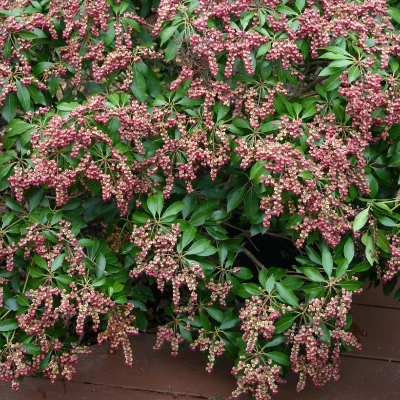 Schattenglöckchen Valley Valentine - Pieris japonica (Flowering)