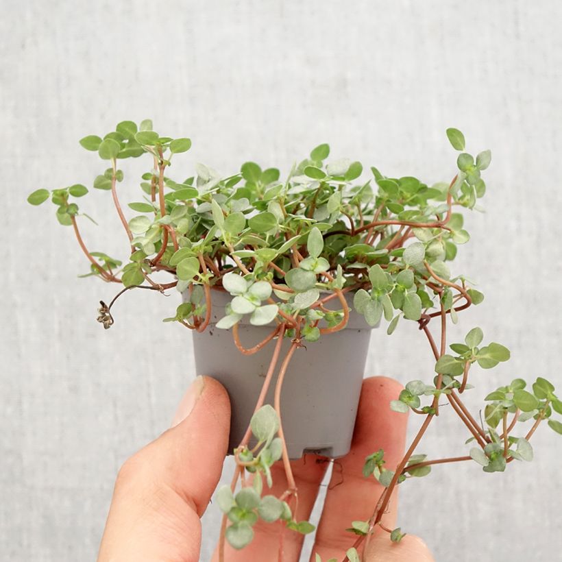 Example of Pilea glaucophylla Greyzy - Kanonierblume Mini-Pflanze as you get in printemps