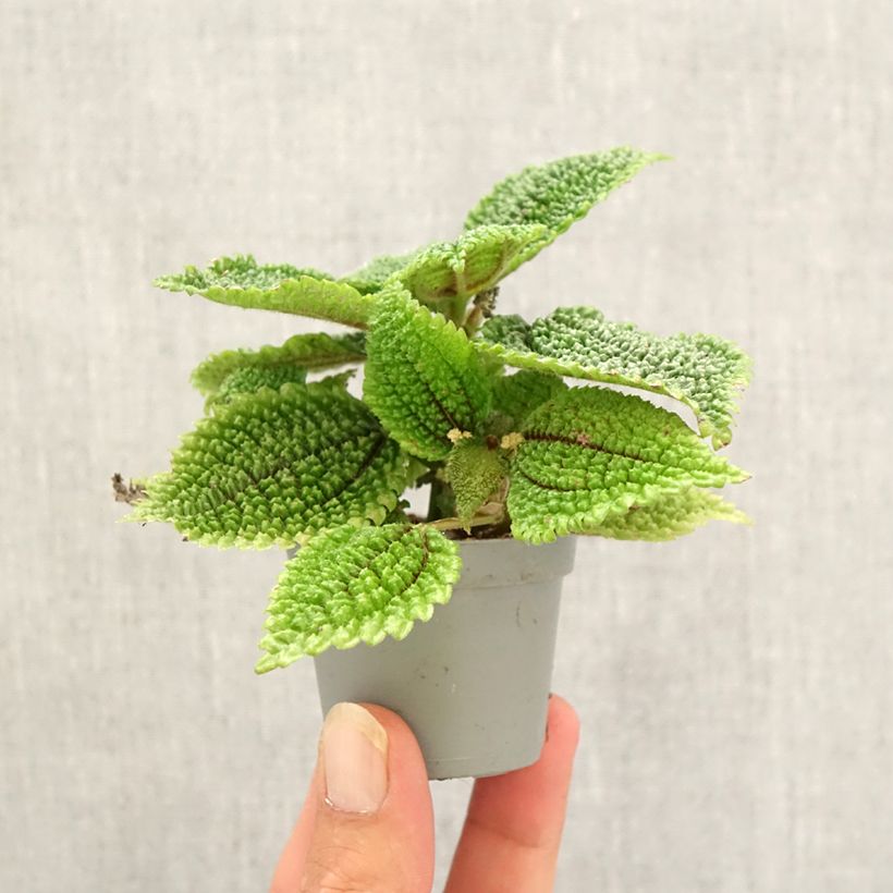 Example of Pilea Moon Valley - Ufopflanze Mini-Pflanze as you get in automne