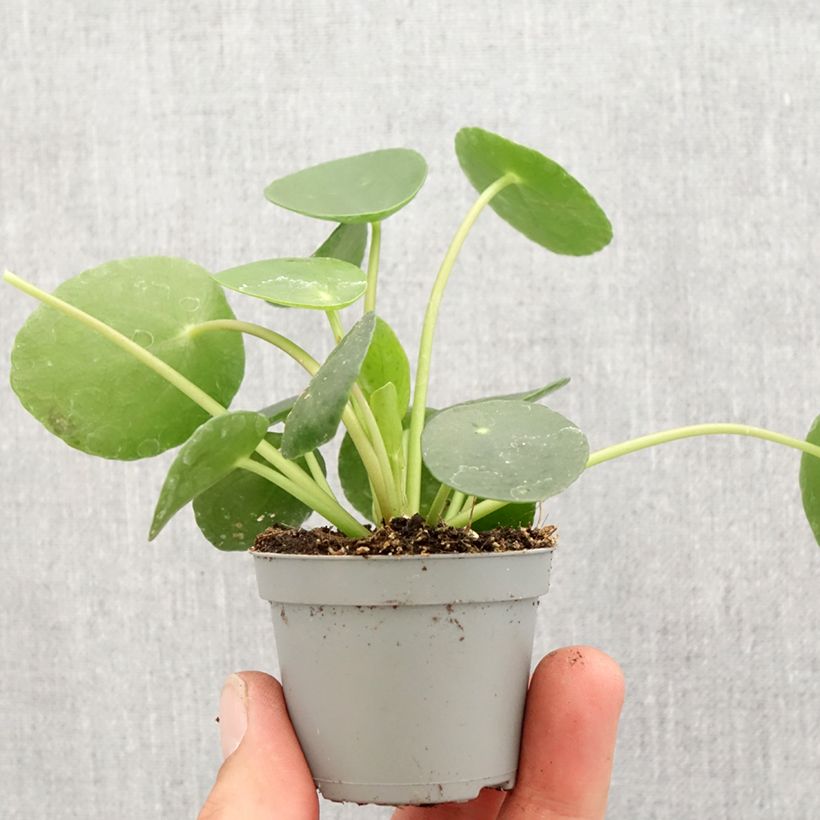 Example of Ufo-pflanze - Pilea peperomioides Mini-Pflanze as you get in printemps
