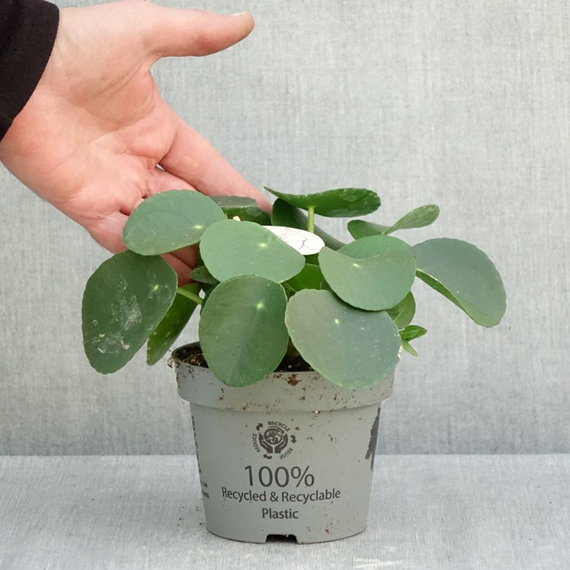Example of Ufo-pflanze - Pilea peperomioides Topf 12 cm / 13 cm as you get in automne