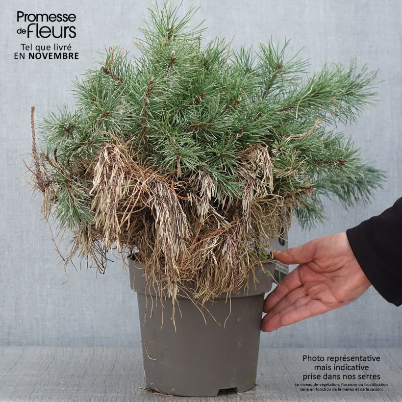 Exemplar von Pin à crochets ou Pin de Briançon - Pinus uncinata Pièce wie im Herbst geliefert