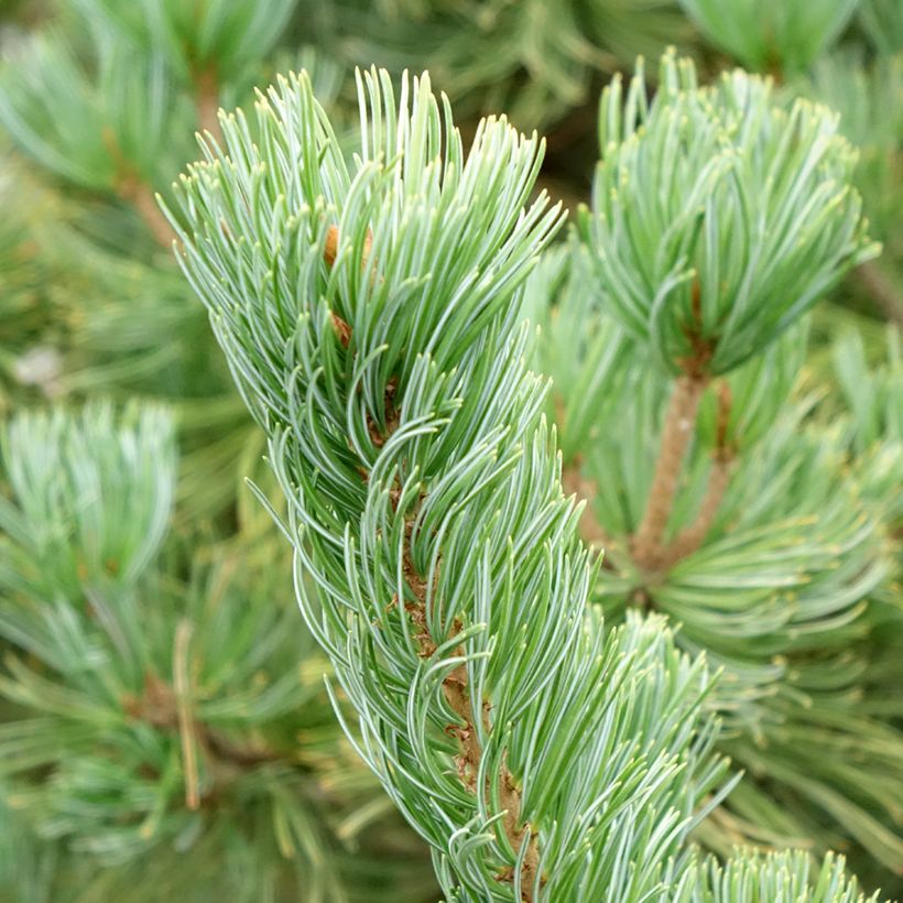 Pinus parviflora Iribune - Mädchen-Kiefer (Foliage)