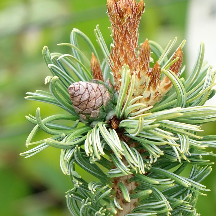 Pinus parviflora Iribune - Mädchen-Kiefer (Harvest)