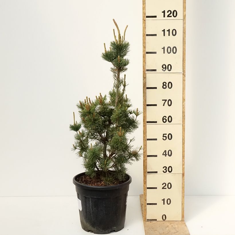 Example of Pinus parviflora Iribune - Mädchen-Kiefer Topf mit 18L/20L as you get in printemps