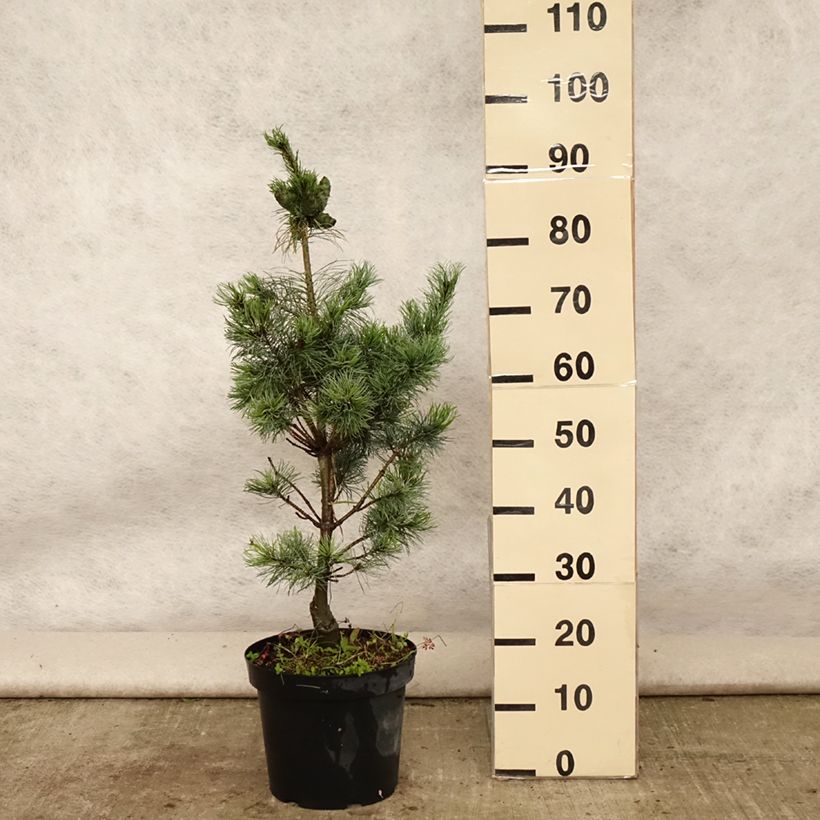 Exemplar von Pinus parviflora Bergman - Mädchen-Kiefer Topf mit 7,5L/10L wie im Sommer geliefert