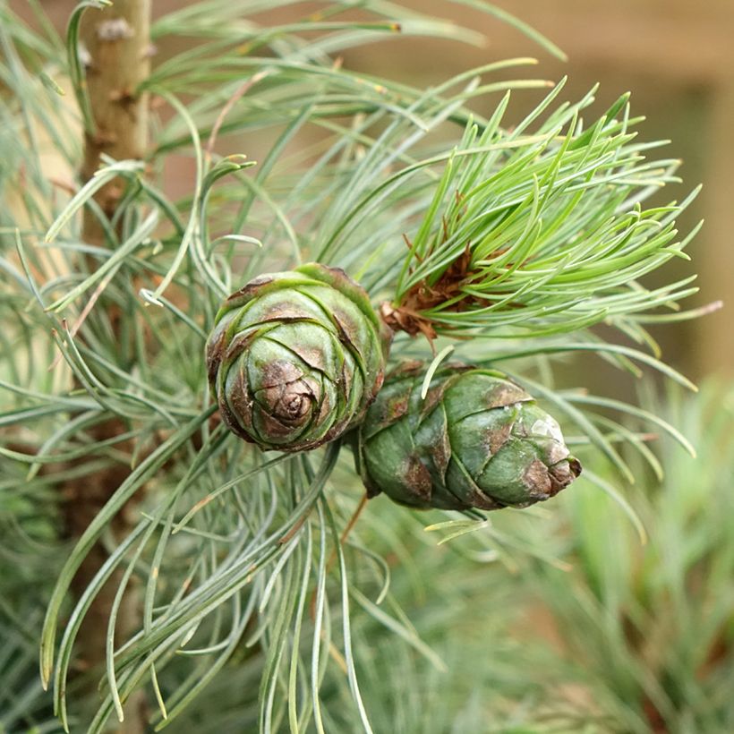 Pinus parviflora Bergman - Mädchen-Kiefer (Harvest)