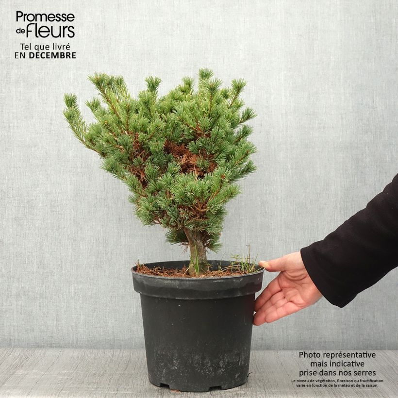 Exemplar von Pinus parviflora Kokuho - Mädchen-Kiefer Topf mit 7,5L/10L wie im Herbst geliefert