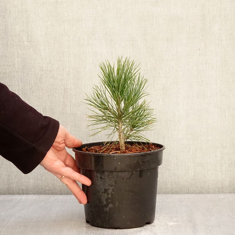 Exemplar von Pin cembro - Pinus cembra Topf mit 3L/4L wie im Winter geliefert