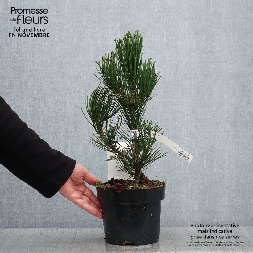 Exemplar von Pinus heldreichii Compact Gem - Schlangenhaut-Kiefer Topf mit 2L/3L wie im Herbst geliefert