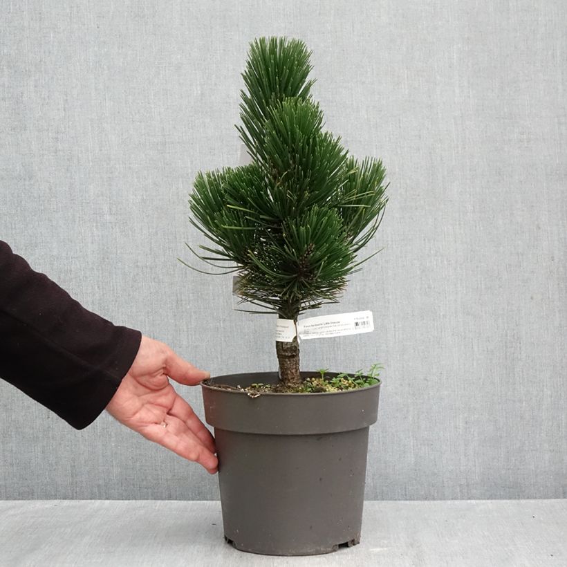 Exemplar von Pinus heldreichii Little Dracula - Schlangenhaut-Kiefer Topf mit 2L/3L wie im Herbst geliefert