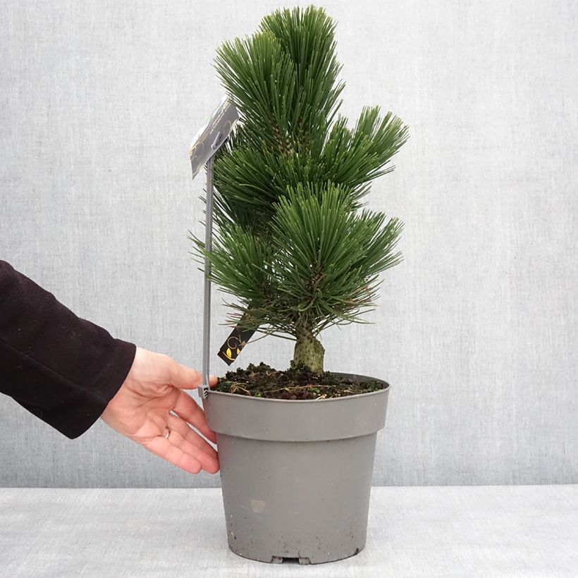 Exemplar von Pin de Bosnie - Pinus heldreichii (leucodermis) Little Dracula Pot de 4L/5L wie im Winter geliefert