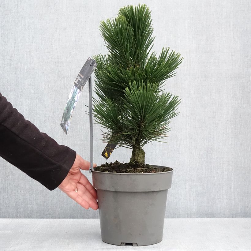 Example of Pinus heldreichii Little Dracula - Schlangenhaut-Kiefer Topf mit 4L/5L as you get in printemps