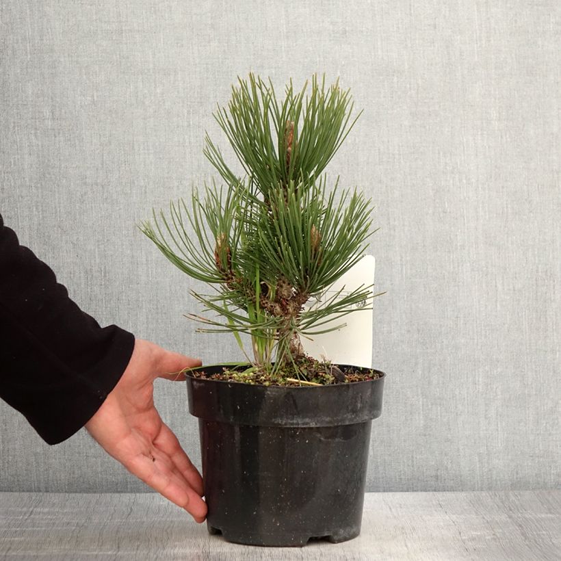 Example of Pinus heldreichii Malinkii - Schlangenhaut-Kiefer Topf mit 2L/3L as you get in printemps
