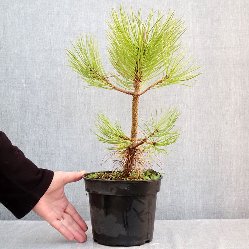 Exemplar von Pinus jeffreyi - Jeffrey-Kiefer Topf mit 3L/4L wie im Herbst geliefert