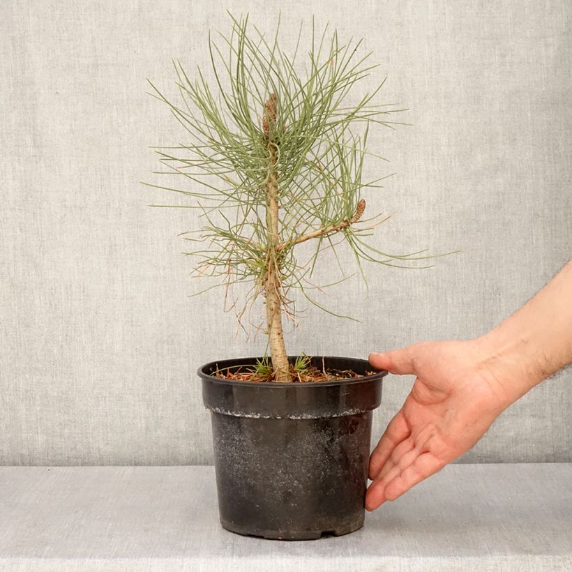 Example of Pinus jeffreyi - Jeffrey-Kiefer Topf mit 3L/4L as you get in printemps