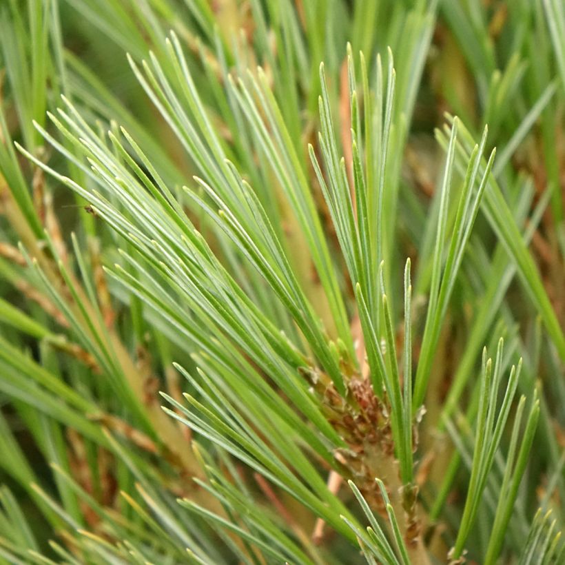 Pinus wallichiana Densa Hill - Himalaya-Kiefer (Foliage)