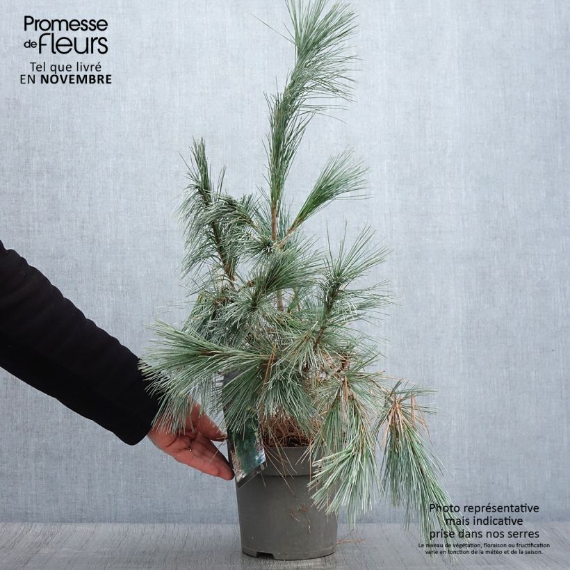 Exemplar von Pin de l'Himalaya - Pinus wallichiana Densa Hill Pot de 3L/4L wie im Herbst geliefert
