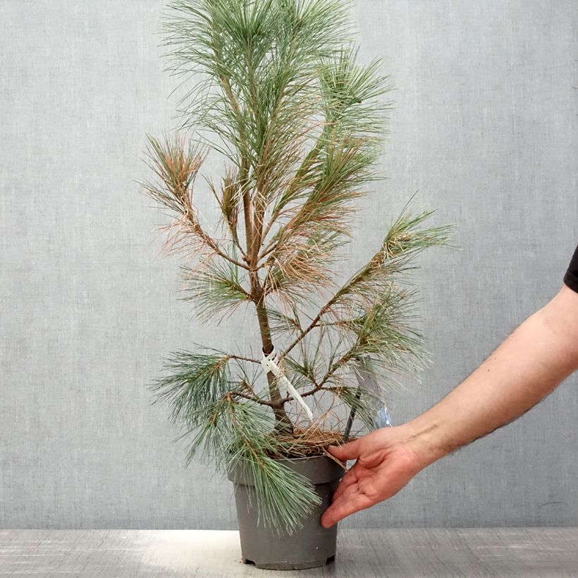 Example of Pinus wallichiana Densa Hill - Himalaya-Kiefer Topf mit 3L/4L as you get in printemps