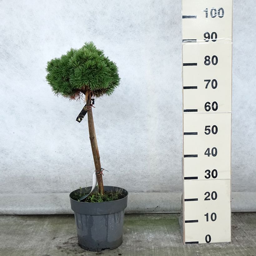 Exemplar von Pinus mugo Allgäu - Bergkiefer Topf mit 4L/5L, Stamm wie im Sommer geliefert