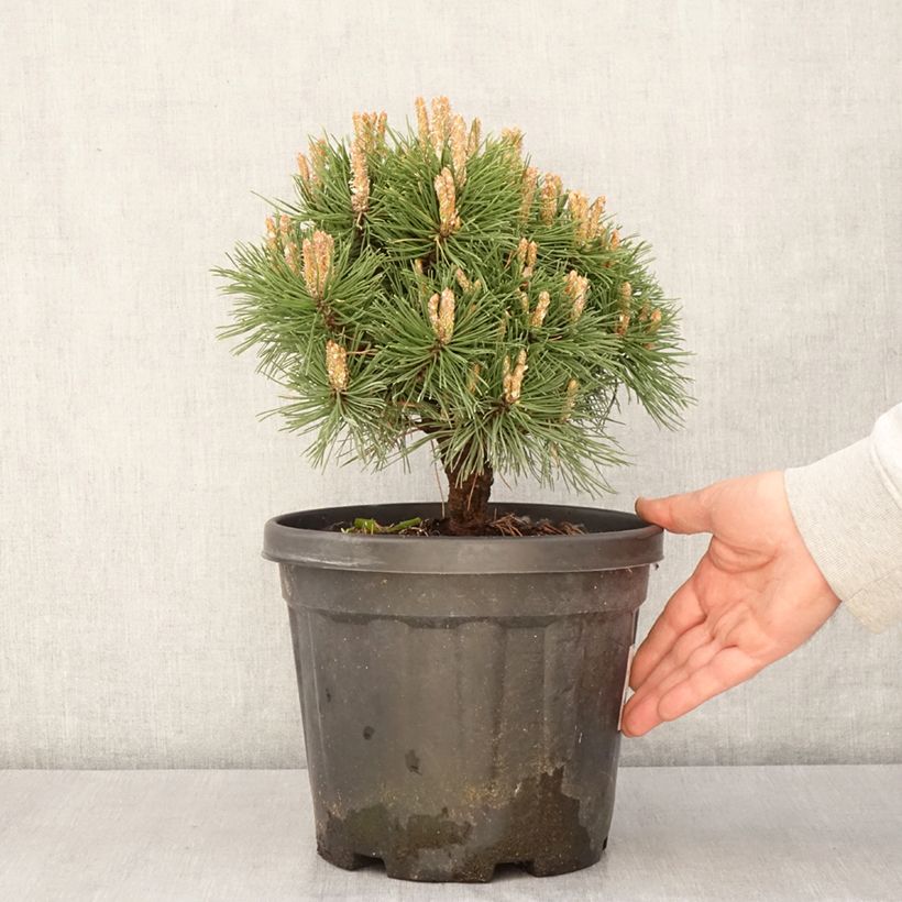 Example of Pinus mugo Benjamin - Bergkiefer Topf mit 2L/3L as you get in printemps